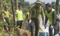  Hành trình 11 năm giải cứu động vật hoang dã 