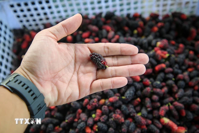  Tây Ninh: Mê mẩn vườn dâu tằm hữu cơ thu hút khách ở miền Đông Nam Bộ 