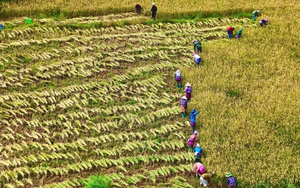 170 tỷ đồng cộng doanh nghiệp ngành chăn nuôi, thuỷ sản hỗ trợ nông dân tái thiết xuất sau lũ  第7张