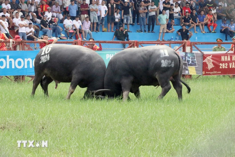  Lễ hội chọi trâu Đồ Sơn: Thể hiện tinh thần thượng võ của người dân miền biển 第1张