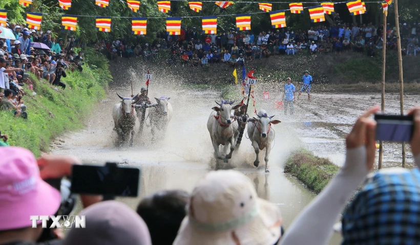  Hội đua bò Chùa Rô - nét văn hóa độc đáo của đồng bào Khmer An Giang 