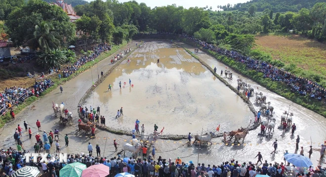  Hội đua bò Chùa Rô - nét văn hóa độc đáo của đồng bào Khmer An Giang 第2张