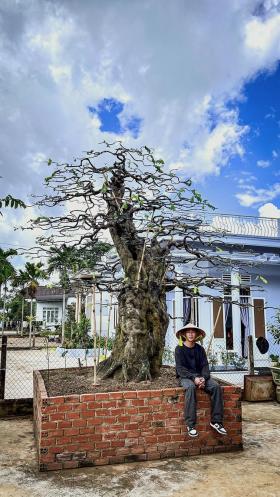  Từ &apos;phù thủy&apos; tóc đến ma thuật bonsai 