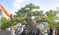  Từ &apos;phù thủy&apos; tóc đến ma thuật bonsai 