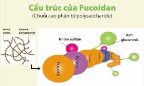 Tầm quan trọng của chuỗi cao phân tử có trong fucoidan