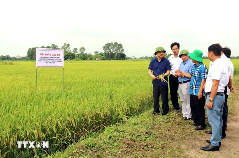  Hưng Yên: Ứng dụng kỹ thuật canh tác tiên tiến trên giống lúa mới Gia Lộc 516 第1张