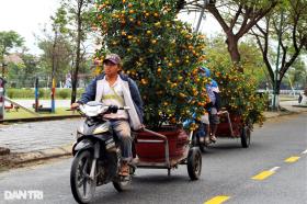 Vựa quất lớn nhất miền Trung hối hả vào vụ Tết  第9张