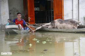 Cảnh sống trên thuyền, ngủ mái nhà ở &quot;rốn lũ&quot; sông Hoàng Long  第4张