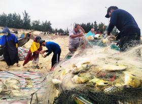  Trúng đậm luồng cá chim vàng, ngư dân Quảng Bình thu 270 triệu trong một buổi chiều 